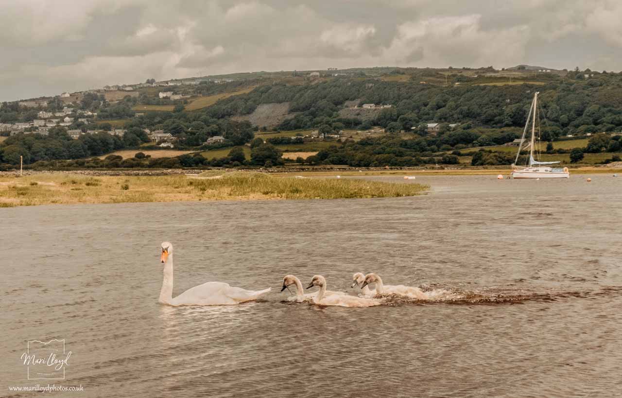 Swans swimming